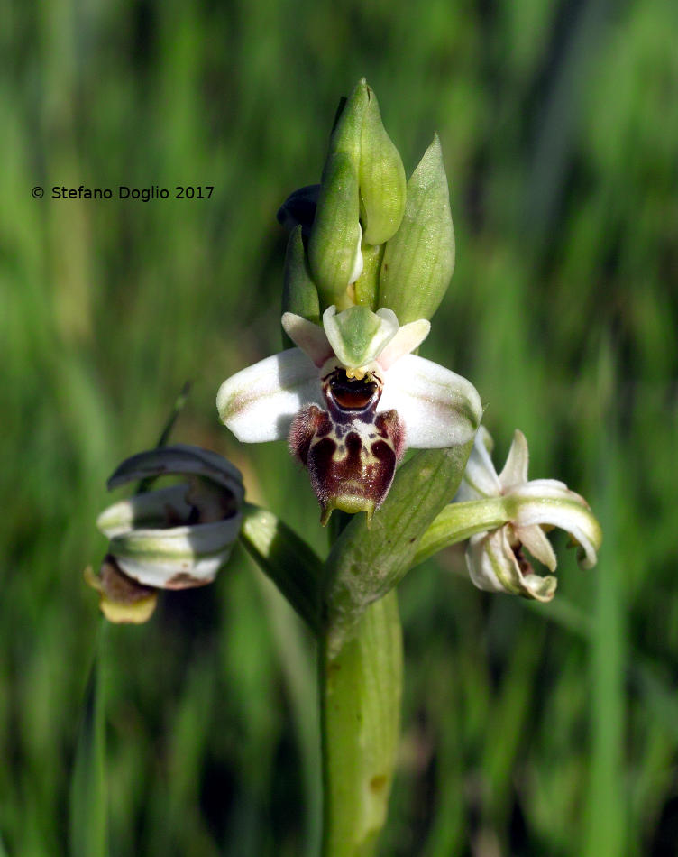 Ophrys umbilicata Desf. subsp. umbilicata [(=O. carmeli) Israele]